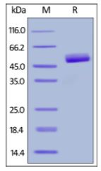 Human CD3 epsilon, Fc,His Tag on SDS-PAGE under reducing (R) condition. The gel was stained overnight with Coomassie Blue. The purity of the protein is greater than 95%.